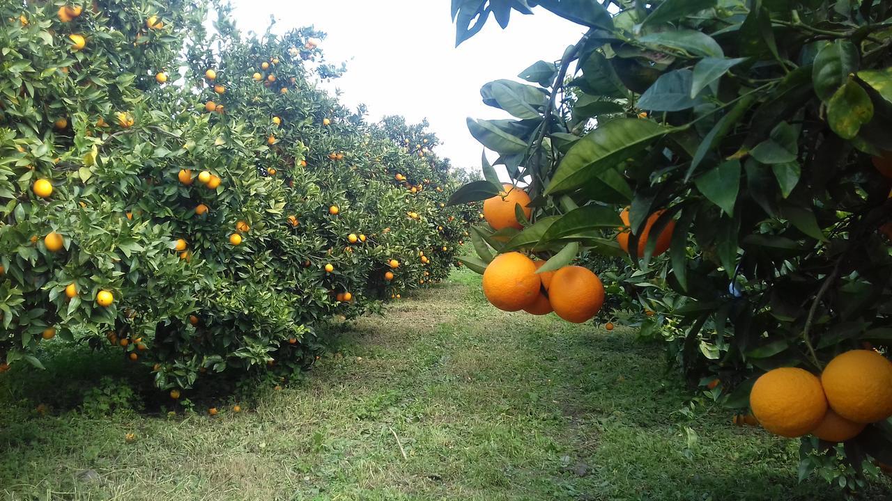 Gli Aranci Dell'Etna Villa Mascali Luaran gambar